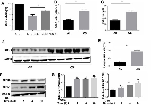 Figure 1 Cigarette smoke (CS) induces necroptosis in macrophages. (A) After pretreated with NEC-1 (50 μM) or vehicle, BMDMS were incubated with 2% CSE for 24h, and cell death was determined by CCK8 assay. (B and C) Mice were exposed to CS for 1 months, and the number of total inﬂammatory cells and CXCL1 in the bronchoalveolar lavage fluid (BALF) were measured.(D and E) Protein expression of RIPK3 in alveolar macrophages isolated from mice exposed to room air or whole-body CS is measured by Western blotting analysis. (F and G) Time-dependent expression of RIPK3 and RIPK1 in BMDMs treated with 1%CSE. Data are mean ± SEM of 3 independent experiments. Western blot data are representative of 3 independent experiments. *P < 0.05, **P < 0.01 (Student’s t-test).