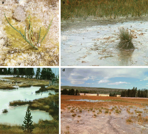 Figure 1. (a) Stunted Triglochin maritimum growing on partially silicified microbial mat on the wet sinter apron surface of the alkali–chloride hot spring, Grand Prismatic, Midway Geyser Basin. (b) Eleocharis rostellata and Juncus tweedyi growing on a bison dung island surrounded by steam drifting from the vent pool of the alkali–chloride hot spring, Big Blue, Elk Park, Norris Geyser Basin. Stolons from E. rostellata radiate onto the sinter surface where the shallow film of water is in excess of 50 °C. Stolons in this environment fail to develop clones, whereas plants growing below c. 45 °C may. Areas of plant growth beyond the apron are beyond the influence of high temperature hot spring water. (c) Acid–sulphate pool at West Thumb Geyser Basin. Stands of Juncus tweedyi grow on islands within the pool which, as it precipitates clays rather than silica has a low potential for preserving plant fossils. Note the lack of sinter apron development cf. alkali–chloride hot springs. (d) Looking down-apron towards the geothermally influenced wetland of Big Blue Hot Spring. The bare surface in the foreground is the margin of the sinter apron, the scattered green plants beyond this are T. maritimum. E. rostellata forms a denser cover to the wetland beyond. The standing water pool in the centre of the image contains abundant filamentous chlorophyte algae. (e) T. maritimum growing within a run-off stream at Big Blue Hot Spring. Small microbially mediated sinter rims form on brecciated sinter at the stream margin. (f) Geothermally influenced wetland at Big Blue. The substrate in the bottom right of the image comprises silica sinter, to the top and left the wetland surface is covered in an organic ‘soup’ comprising clumps of microbes and algae plus flocculated silica particles. Arching stolons connect adjacent clones of E. rostellata. A litter comprising fallen and partially silicified aerial stems (some still attached to living plants) is visible in the bottom right.