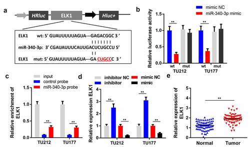 Figure 4. circPPFIA1 acted as a sponge of miR-340-3p. (a) The predicted wt and mut circPPFIA1 binding sites in miR-340-3p. (b) TH177 and TU212 cells were co-transfected with wt circPPFIA1 or mut circPPFIA1 and mimic plasmids. A luciferase assay was performed to detect the binding between circPPFIA1 and miR-340-3p (n = 3). (c) An RNA pull-down assay was performed to further verify the interaction between circPPFIA1 and miR-430-3p (n = 3). (d) qPCR was conducted to evaluate the expression of miR-340-3p (n = 3). (e) miR-340-3p expression levels were measured in 30 pairs of LSCC tissues and adjacent normal tissues (n = 30). (f) A FISH assay was performed to detect the locations of circPPFIA1 and miR-340-3p (n = 3). **P < 0.01