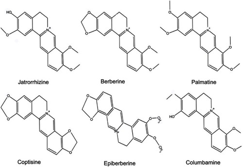 Figure 1 Chemical structure of jatrorrhizine, coptisine, berberine, palmatine, epiberberine, and columbamine.
