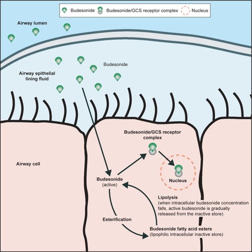 Figure 2 The reversible process of budesonide endogenous esterification with fatty acids in the airway/lung tissue, showing the intracellular depot of budesonide and illustrating the variable lipophilicity of budesonide, ie, moderate lipophilicity in the airway epithelial lining fluid and very high lipophilicity intracellularly where a portion of budesonide – not bound to GCS receptor – is reversibly converted to highly lipophilic fatty acid esters.