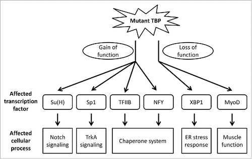 Figure 1. Transcriptional dysregulations in SCA17 A brief summary of our current understanding about the transcription factors and their mediated cellular processes impaired by mutant TBP. Mutant TBP affects the activities of these transcription factors through 2 distinct mechanisms. One is gain of function, which means mutant TBP showed enhanced interactions with the transcription factors, thereby sequestering them from their functional locations. The other one is loss of function, which means while wild type TBP is an essential component of the transcriptional complexes, mutant TBP fails to carry out the same functions as wild type TBP.