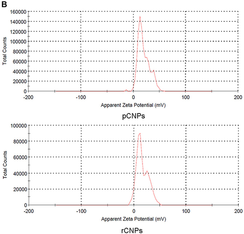 Figure 3 (A) Particle size analysis for the initial drug concentration set at 2 mg/mL for pCNPs and rCNPs along with the initial drug concentration set at 5 mg/mL for rCNPs. (B) Zeta potential of pCNPs and rCNPs.