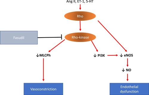Figure 4 RhoA/Rho-kinase signaling pathway. Wthin PAEcs and PASMCs, Rho-Rho kinase can be activated by several pathological mediators, including angiotensin II (Ang II), endothelin-1 (ET-1) and 5-hydroxytryptamine (5-HT). Rho-Rho kinase activation leads to inhibition of myosin light chain phosphatase (MLCPh) and subsequently vasoconstriction. Rho-Rho kinase also contributes to endothelial dysfunction through negative regulation of endothelial nitric oxide synthase (eNOS) and phosphatidylinositol 3-kinase (PI3K) activity causing reduced NO bioavailability.