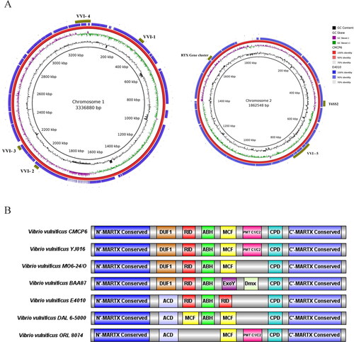 Figure 3. (A) BLAST atlas for chromosome 1 and 2 of Vibrio vulnificus E4010 generated using BRIG with CMCP6 as reference; (B) Schematic representation of Multifunctional autoprocessing repeats-in-toxin (MARTX) gene clusters in V. vulnificus.