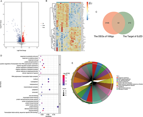 Figure 2 Identification of differentially expressed target genes related to non-segmental vitiligo. (A) Volcanic map of DEGs in non-segmental vitiligo; (B) Heat map of the top 25 up- and down-regulated DEGs in non-segmental vitiligo; (C) Venn diagram of intersection of drug target genes and DEGs; (D) Bubble plot of the top 10 terms of CC, MF and BP in the GO functional enrichment of differentially expressed target genes; (E) Top 10 signaling pathways in KEGG functional enrichment of differentially expressed target genes.