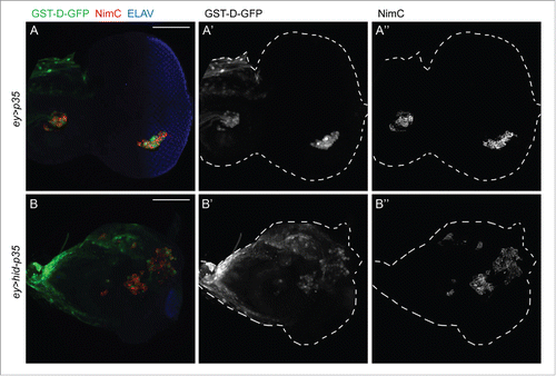 Figure 3. The redox reporter GST-D-GFP is expressed in hemocytes attached to both control and undead eye-antennal imaginal discs. Shown are eye-antennal imaginal discs of (A) ey-Gal4 UAS-p35 (ey > p35; control) and (B) ey-Gal4 UAS-hid UAS-p35 (ey > hid-p35; undead) genotype. Hemocytes are labeled using the NimC antibody (red in A, B; gray in A, “B”). GST-D-GFP is labeled in green in (A, B) and gray in (A’, B’). NimC and GFP labeling overlap. Shown also in (A, B) is labeling with ELAV which marks photoreceptor neurons in the posterior part of the eye disc. ey-Gal4 is only expressed in the anterior portion of the eye disc, but when expressing hid and p35, ey > Gal4 drives overgrowth of anterior tissue into the posterior part at the expense of photoreceptors. Scale bars, 100μm.