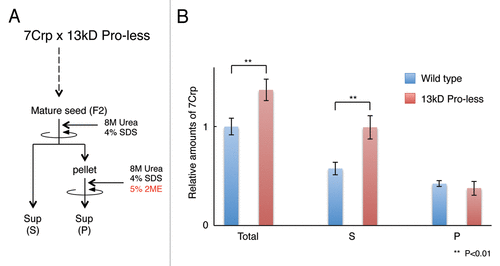 Figure 1. 7Crp accumulation level and its extractability without reducing reagent. (A) A scheme of experiment. Seed proteins are extracted with 8M urea and 4% SDS buffer. This fraction extractable without reducing reagent is designated as (S). Residual proteins (P) are extracted with 8M urea, 4% sodium dodecyl sulfate (SDS), and 5% 2-mercaptoethanol (2ME) as reducing reagent. (B) 7Crp levels in each fraction. Total is calculated as sum of (S) and (P). ** indicates significant difference p < 0.01 between in wild type background and in 13 kD Pro-less background (Student’s t-test).