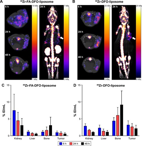 Figure 3 (A and B) Sequential axial PET images at 6, 24, and 48 h and three-dimensional PET images at 24 h post-i.v. injection of two KB tumor xenograft-bearing (in the front-right flank indicated by white arrows) CD1 nude mice that received either the 89Zr-FA-DFO-liposome or the 89Zr-DFO-liposome. (C and D) Radioactivity accumulation in selected organs extracted from the corresponding 89Zr-FA-DFO-liposome or 89Zr-DFO-liposome PET scans.Abbreviations: PET, positron emission tomography; i.v., intravenous; FA, folic acid; DFO, deferoxamine; PEG, polyethylene glycol; ID, injected dose.