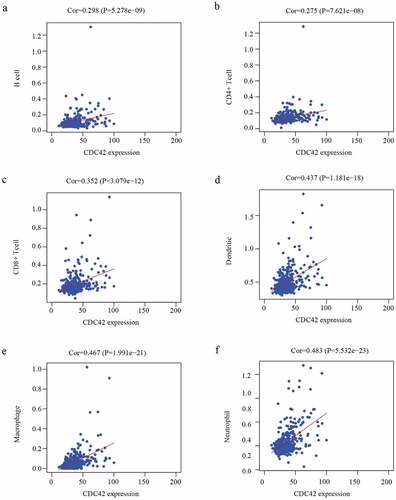 Figure 8. The immune infiltration levels of six immune cell types associated with CDC42 expression were analyzed based on the TIMER database. (a–f) CDC42 expression positively correlates with the infiltration of B cells (a), CD4 + T cells (b), CD8 + T cells (c), dendritic cells (d), macrophages (e), and neutrophils (f)