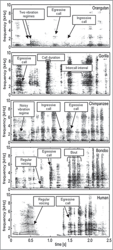 Figure 1 Representative spectrograms (40-ms Hanning window) of tickle-induced vocalizations from four great ape species and humans. Recordings had a 22,050-Hz sampling rate. This illustration first appeared as Figure 1 in Davila Ross et al.Citation20