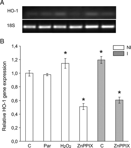 Figure 6. HO-1 gene expression in soybean roots exposed to H2O2 (2.4 mM), paraquat (Par) (5 µM) or ZnPPIX (20 µM) during 24 hours. HO-1 mRNA expression was analyzed by semiquantitative RT-PCR as described in Materials and methods. The 18S amplification band is shown to confirm equal loading of RNA and RT efficiency. Values are the mean of four independent experiments and bars indicate SD. *Significant differences (P < 0.01) with respect to not inoculated control according to Tukey's multiple range test. NI, not inoculated; I, inoculated plants.