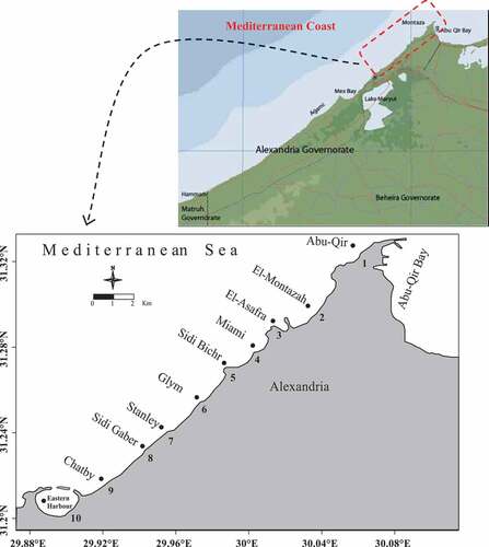 Figure 1. Study area with sampling sites along Alexandria Mediterranean Sea coast, Egypt.
