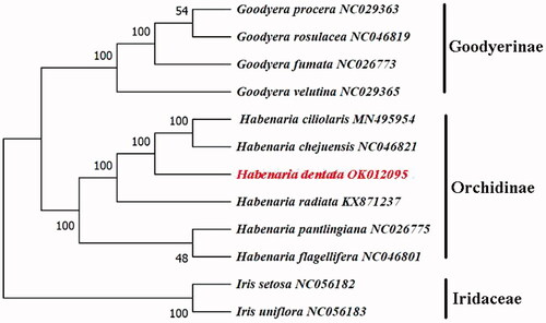 Figure 1. Phylogenetic tree reconstruction of 12 species based on whole chloroplast genome sequences. All sequences were downloaded from NCBI GenBank.