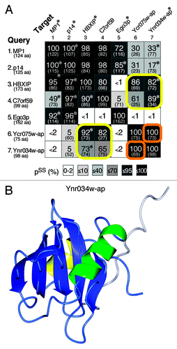 Figure 3. Structural homologies between known Ragulator subunits and new RD proteins in yeast. (A) Pair-wise matches obtained in HHpred searches seeded with MP1, p14, HBXIP, C7orf59, Ego3p, Ycr075w-ap and Ynr034w-ap (number of residues in brackets). The probabilities of shared structure (pss) obtained using HHpred are shown, together with the number of aligned residues (in brackets), and shading to indicate extent of pss, as previously.Citation27 Asterisks indicate where hits to proteins with solved structures in PDB (MP1/P14: 1VET; HBXIP: 3MSH; Ego3p: 4FTX; and Ynr034w-ap: 2GRG) were stronger than to the proteins and their structures predicted by HHpred. Yellow boxes show that HBXIP and C7orf59 are related to Ycr075w-ap and Ynr034w-ap. The Ycr075w-ap and Ynr034w-ap proteins are highly related to each other (orange boxes), with primary sequence homology detectable by PSI-BLAST (2nd iteration). pss = 100% for self-searches. (B) The NMR structure of Ynr034w-ap, available in PDB as 2GRG. In the RD-like fold, helix α3 is replaced by a segment of 15 highly mobile residues (white, other colors as Figure 2).Citation39