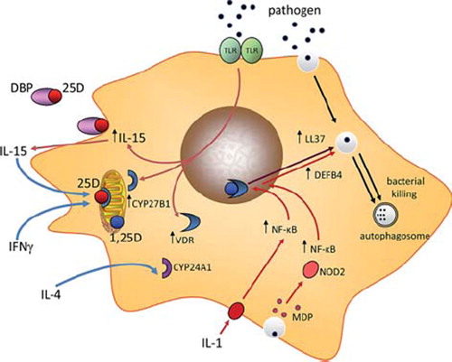 Figure 1. Intracrine metabolism of vitamin D and monocyte antibacterial immunity. Bacterial pathogens are phagocytosed by cells such as monocytes but are the able to undergo intracellular replication that may threaten the host cell. Pattern recognition receptors such as the toll-like receptor (TLR) family can also act as monocyte sensors of pathogens, with concomitant effects on expression of genes such as CYP27B1 and VDR. Induction of these components of the vitamin D system provides an mechanism for conversion of 25(OH)D (25D) to 1,25(OH)2D (1,25D) and subsequent intracrine nuclear signaling via the VDR. Amongst the genes induced by the intracrine system is cathelicidin (LL37) which acts as an antibacterial protein when incorporated into the phagosome. Other antibacterial factors such as β-defensin 2 (DEFB4) are also induced by intracrine 1,25D, but require additional stimulation by nuclear factor-kappa B (NF-κB), stimulated by factors such as interleukin-1 (IL-1) or NOD2 and its ligand muramyl dipeptide (MDP). Intracrine metabolism of vitamin D also promotes bacterial killing via enhanced autophagy which promotes formation of an autophagosome. Induction of an intracrine vitamin D system in monocytes via TLR activation appears to require interleukin-15 (IL-15) as an intermediary and can also be stimulated by interferon γ (IFNγ), with enhanced antibacterial activity. Conversely, interleukin-4 (IL-4) suppresses intracrine antibacterial activity of vitamin D by enhancing the vitamin D catabolic enzyme 24-hydroxylase (CYP24A1).
