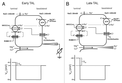 Figure 4. Transepithelial ion transport in the thick ascending limb segment. (A) When similar salt concentrations are present at the luminal and basolateral sides, the luminal spontaneous potential Vte of +8mV is generated by the concerted action of luminal K+ channels, basolateral Cl− channels, the Na+2Cl−K+ cotransporter, and the Na+K+-ATPase. Vte drives Na+ absorption through the paracellular pathway. (B) When a dilute luminal fluid is present after NaCl absorption along the water-tight TAL, the luminal potential Vte of +30 mV is now generated as a diffusion voltage by the ‘backleak’ of Na+. The diffusion voltage depends on the permselectivity of the tight junction. The membrane voltage (Vm) trace depicts the virtual measurement by an electrode that is pushed from the basolateral side through the cell to the luminal side.