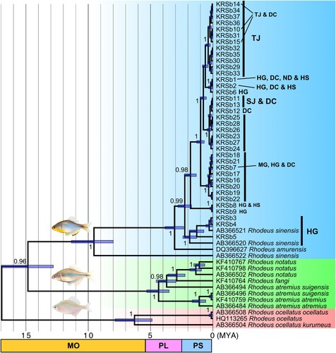 Figure 3. Divergence time estimation of Rhodeus sinensis populations analyzed based on cyt b sequences. The blue shade represents the R. sinensis group, while the green shade indicates the R. smithii group that shows the sister relationship. R. ocellatus group are located at the basal placement in this phylogenetic tree.