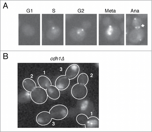 Figure 1. Cdc5-GFP localization during the cell cycle. (A) Representative images of live cells showing the localization of Cdc5-GFP expressed from the endogenous locus (SY1653) during the cell cycle. The arrow points to the elongated nucleus which has reduced Cdc5-GFP signal compared to metaphase. (B) Cdc5-GFP localization in cdh1Δ (SY1202) cells. The numbers indicate metaphase (1), anaphase (2), and post-mitotic (3) cells.