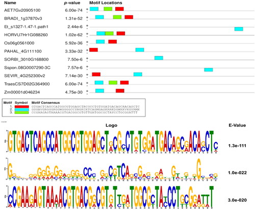 Figure 3. Discovered motifs and their p- and E-values as identified by MEME web server within the upstream regions of all MIOX-1 orthologous genes.