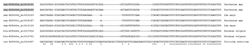 Figure 3. Alignment of microRNA-444 family. Alignment of the eight miR-444 hairpins is illustrated. Each individual hairpin sequence is shown with the associated species on the right and the miRBaseCitation28 identifier on the left. In all, six unique miR-444 hairpin origins were characterized by familial inclusion. *, indicates 100% conservation of the nucleotide. Grey shading indicates specific miR hairpins initially identified as bearing significant sequence complementarity to Gypsy repeats through sequence based alignment.