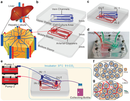 Figure 10. Design and operation of tri-vascular liver on-a-chip proposed by Liu and co-workersCitation85. (a) In vivo hepatic lobulus. (b) Components of the proposed liver-on-a-chip. (c) Assembled liver-on-a-chip. (d) Photo on the assembled liver-on-a-chip. (e) Schematic of the liver-on-a-chip operating set up. (f) Early stage of hepatocytes (HCs) and liver sinusoidal endothelial cells (LSEC). (g) Formation of the vascular liver tissue.