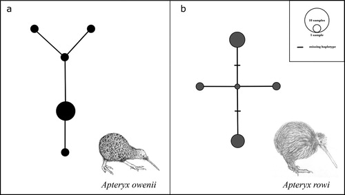 Figure 2. Haplotype networks for A.owenii (a), and A.rowi (b). Circles represent unique haplotypes, size of the circle represents number of individuals with said haplotype.