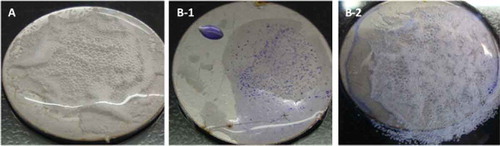 Figure 3. Detection of P. aeruginosa biofilms by (A) solution with hydrogen peroxide, (B-1) crystal violet, and (B-2) solution with hydrogen peroxide and crystal violet.Figura 3. Detección de biofilms de P. aeruginosa biofilms mediante: (A) solución con peróxido de hidrógeno, (B-1) violeta cristal, y (B-2) solución con peróxido de hidrógeno y violeta cristal.