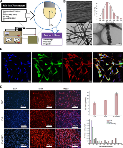 Figure 5 (A) Schematic illustration of the electrospinning apparatus. (B) Morphology of the electrospun nanofibers containing PPy nanoparticles. (C) Immunocytochemical staining of SCs. (D) Distribution of SCs on the different nanofibrous scaffolds. Reproduced from Zhou JF, Wang YG, Cheng L, Wu Z, Sun XD, Peng J. Preparation of polypyrrole-embedded electrospun poly(lactic acid) nanofibrous scaffolds for nerve tissue engineering. Neural Regen Res. 2016;11(10):1644–1652; under the terms of a Creative Commons Attribution-NonCommercial-ShareAlike License (CC BY-NC-SA).Citation82