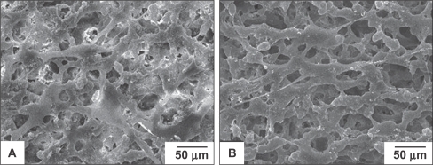 Figure 2 SEM micrographs of the BMSCs cultured on the nHA/PA66 membranes for 24 h (A) and 96 h (B), respectively.