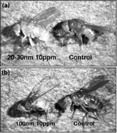 Figure 4 Light microscopy images of Drosophila exposed to 20–30 nm silver nanoparticles at 10 ppm and no nanoparticles (A), and a Drosophila exposed to 100 nm silver particles at 10 ppm and no nanoparticles (B).