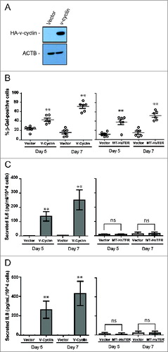 Figure 5. Senescence transition in the absence of a robust SASP in MT-HsTER-expressing BJ fibroblasts. (A) Immunoblot for HA to detect overexpressed HA-v-cyclin protein in BJ fibroblasts 7 d after transduction. (B) SA-β-gal staining during the period of senescence transition—5 and 7 d after MT-HsTER or HA-v-cyclin addition—in BJ-TERT fibroblasts. Error bars represent standard error. (C) IL6 and (D) IL8 Elisa from conditioned media harvested from BJ-TERT fibroblasts at various time points after MT-HsTER or HA-v-cyclin addition. Error bars represent standard deviation. Elisa data includes 2 independent experiments. SA-β-Gal data is representative of at least 3 independent experiments. ** indicates significance at P < 0.01 when compared to the vector control.