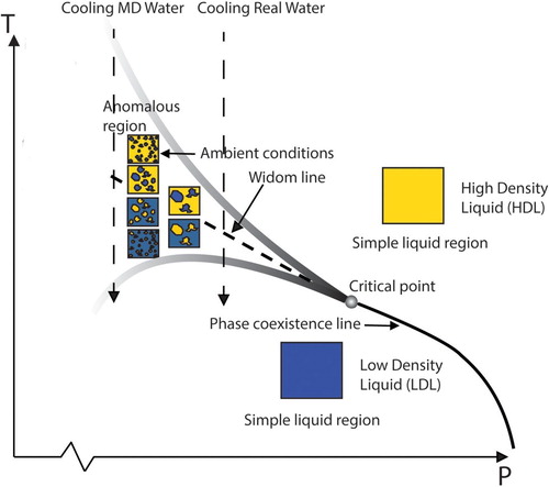 Figure 8. Schematic picture of a hypothetical phase diagram of liquid water showing the liquid-liquid coexistence line between LDL and HDL in terms of simple liquid regions, the critical point (LLCP), the Widom line in the one-phase region and fluctuations on different length scales emanating from the critical point giving rise to local spatially separated regions in the anomalous region [Citation11]. The shaded lines envelope the region where water behaves anomalously. The vertical dashed lines illustrate the cooling isobars of MD water (iAMOEBA and TIP4P/2005) and real water.