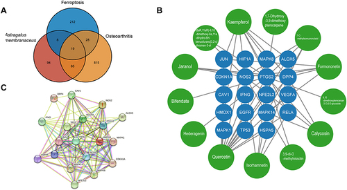Figure 1 Network pharmacology analysis. (A) Venn diagram of OA genes Ferroptosis related genes and Astragalus membranaceus targets. (B) “Drug–hub genes” network. (C) PPI network with the screened genes.
