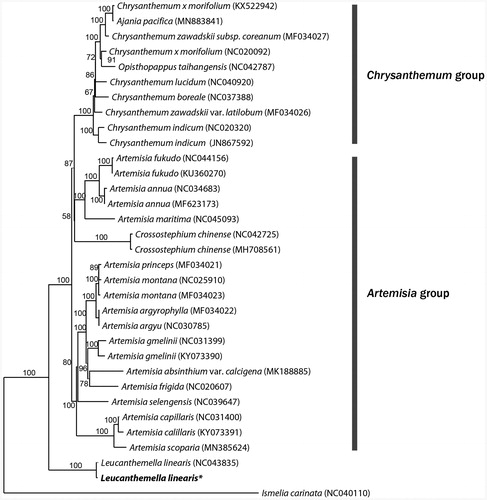 Figure 1. Phylogenetic tree of Leucanthemella linearis and related taxa using the complete chloroplast genome sequences.