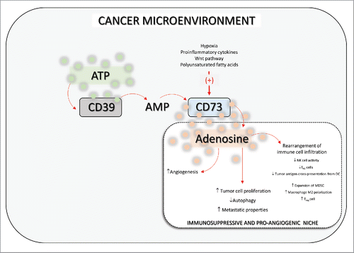 Figure 1. Scheme showing the role played by CD73 in the tumor microenvironment. CD73-derived adenosine shapes the cancer milieu, leading to the generation of a marked immunosuppressive and pro-angiogenic environment that paves the way to neoplasia development. ATP: adenosine triphosphate; AMP: adenosine monophosphate; DC: dendritic cell; MSDC: myeloid-derived suppressor cells; NK cell: natural killer cell; Treg cell: regulatory T cell. ↑: increases; ↓: decreases.