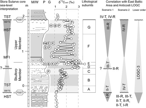 Figure 13. Lithology, brachiopod data and the HICE of the Loka Formation in the Stora Sutarve core (see caption to Fig. 10 for abbreviations of brachiopods). To the left is the sea-level interpretation proposed herein based on the lithology, stratal surfaces, facies and HICE of the Stora Sutarve core. According to this interpretation, strata formed during forced regression (FSST) due to glacials in Gondwana are not preserved in the section, but lost in hiatuses (by-pass surfaces) at the base and top of the Loka formation. Hence, the FSST deposits are inferred to be situated further palaeo-offshore. To the right are two scenarios where the sea-level interpretation is compared to the Hirnantian Baltic regression-transgression cycles proposed by Kiipli and Kiipli (Citation2020). Furthest to the right is the proposed relation to the lower order LOGC cycles of Ghienne et al. (Citation2014). See the main text for a discussion. FSST = Falling stage systems tract, TST = transgressive systems tract, MFI = maximum flooding interval, HST = Highstand systems tract, SB = Sequence boundary, TS = Transgressive surface, TRS = Transgressive ravinement surface. M/W = mudstone/wackestone, P = packstone, G = grainstone. I-R = the earliest regression in the Hirnantian Baltic regression-transgression cycles proposed by Kiipli and Kiipli (Citation2020), IV-R = the latest regression, II-T = the earliest transgression, IV-T = the latest transgression. LOGC = Late Ordovician Glacial Cycle from Ghienne et al. (Citation2014). ? = the herein interpreted transgressive ravinement surface that in Scenario 1 is interpreted as an erosional surface.