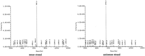 Figure 2. Identification of cRGD-siRNA via LC-MS. The molecular mass of cRGD-conjugated sense strand siRNA was 7857.0 Da, which was close to the theoretical mass of 7856.4 Da. The measured mass of the antisense strand was 6708.8, which was also close to the theoretical mass of 6708.2.