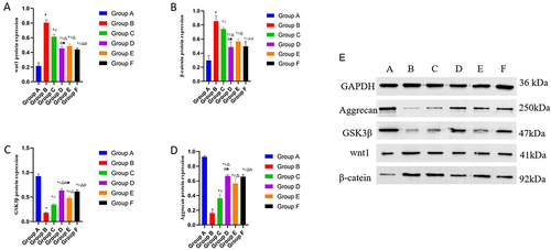 Figure 4 Effects of CGG on the expressions of wnt/β-catenin signaling pathway-related proteins in knee cartilage tissues of KOA rats. The protein expression of wnt1 (A), GSK-3β (B), β-catenin (C) and Aggrecan (D) in knee cartilage of rats in each group was qualified. E. Results of Western blotting of Aggrecan, GSK-3β, wnt1, and β-catein in knee cartilage of KOA rats. Notes: Group A, the blank group; Group B, the model control group; Group C, the CGG low-dose group; Group D, the CGG medium-dose group; Group E, the CGG high-dose group; Group F, the glucosamine hydrochloride group. CGG, Chonggu Granules. KOA, knee osteoarthritis. * Compared with group A, P < 0.05; # Compared with group B, P < 0.05; Δ Compared with group C, P < 0.05; ☆ Compared with group E, P < 0.05; ★ Compared with F group, P < 0.05.