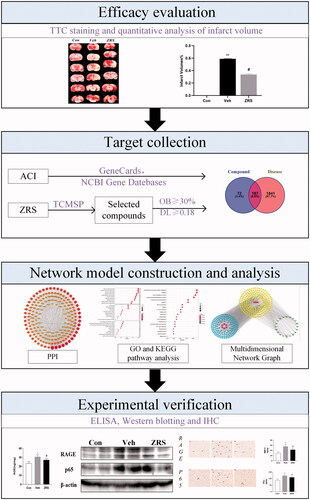 Figure 1. Workflow for cerebral protective effect of ZRS in an MCAO model.