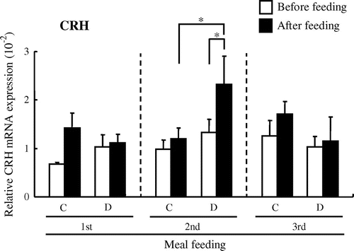 Fig. 4. Change in expression of corticotropin-releasing hormone (CRH) mRNA before and after each meal in the rat hypothalamus.