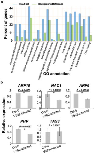 Figure 4. The function and expression of altered miRNAs targeted genes. (a) The target genes of altered miRNAs were categorised into different GO. (b) The expression of genes targeted by miR160 (ARF10), miR164 (NAC1), miR166 (PHV), miR167 (ARF6) and miR390 (TAS3).
