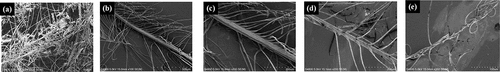 Figure 8. The microscopic morphology of down fiber after treatment in neutral washing environment.