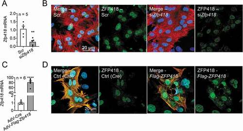 Figure 3. Zfp418 knockdown and overexpression in cardiomyocytes. (A) NRVMs were transfected with scramble siRNA (Scr) or siRNA targeting Zfp418 (siZfp418; 100 nM) and Zfp418 mRNA levels were determined by RT-qPCR after 5–6 days. (B) NRVMs were transfected with scramble siRNA (Scr) or siRNA targeting Zfp418 (siZfp418; 100 nM) and stained for ZFP418 (green), cardiomyocytes (TNNI3; red) and nuclei (DAPI; blue). (C) NRVMs were transduced with control adenovirus (AdV-Cre) or an adenovirus encoding Flag-Zfp418, and Zfp418 mRNA levels were determined by RT-qPCR after 5–6 days. (D) NRVMs were transduced with control adenovirus (Cre) or an adenovirus encoding Flag-Zfp418 and stained for ZFP418 (green), cardiomyocytes (TNNI3; orange) and nuclei (DAPI; blue). Data are presented as mean+SEM with **P< 0.01 and ****P< 0.0001, unpaired Student’s t-test (against Scr or AdV-Cre)