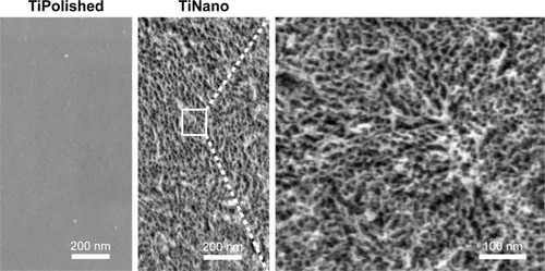 Figure 1 Field-emission scanning electron microscopy of untreated (TiPolished) and treated (TiNano) surfaces.Abbreviations: TiPolished, polished titanium; TiNano, nanocavitated titanium.