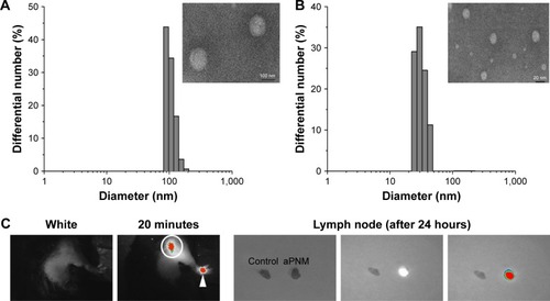 Figure 1 Lymph node targeting aPNMs.Notes: Size and size distribution of (A) carboxyl-terminated and (B) amine-terminated γ-PGA nanomicelles measured by dynamic light scattering and transmission electron microscopy. In vivo trafficking of aPNMs to lymph nodes. (C) In vivo NIR fluorescence image of IRDye800-labeled aPNMs 20 minutes after injection into the footpad (triangle: footpad, circle: lymph node). (D) Immunohistofluorescence analysis of the dissected lymph nodes of a mouse injected with FITC-labeled aPNMs. The slides were stained with anti-CD169, anti-F4/80, or anti-CD205. Scale bar is 250 µm. Magnification ×4 (Olympus IX 71, Olympus, Tokyo, Japan).Abbreviations: aPNMs, amine-terminated γ-PGA nanomicelles; FITC, fluorescein isothiocyanate; γ-PGA, poly-(γ-glutamic acid); NIR, near-infrared.