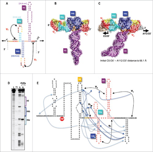 Figure 1. The TSS serves as a central hub for interactions throughout the TCV 3′UTR. (A) Secondary structure of the TSS. Tertiary interactions (Ψ2 and Ψ3) are shown. Values in parentheses are the predicted contour lengths of H5, H4b, and H4a/Ψ3. This RNA fragment is the one subjected to optical tweezer (OT) experiments in Le et al.Citation1 as denoted by the arrows. (B) Initial RNA2D3D model of the TSS in the absence of the 5 upstream adenylates. (C) An MD state of the new model of the TSS from C5 to A112. This was the fragment subjected to steered molecular dynamics (SMD), as denoted by the arrows. (D) In-line probing of a 3′UTR TCV fragment in the presence and absence of the RdRp. Bands denote that the radiolabeled fragment was self-cleaved due to flexible residues aligning to allow for a nucleophilic attack on the RNA backbone. L, hydroxide-treated ladder; T1, partial RNase T1 digest of a linearized fragment to denote location of guanylates; IL, in-line probed samples that were incubated at 25°C for 14 h. This result was originally reported in Yuan et al.Citation12 (E) Interactions between different elements near the 3′ end of TCV. The stop codon for the 3′-most ORF (the coat protein ORF) is shown. TSS residues are in red. Upstream 5As are in orange. Dark blue lines/arrows connect elements where structural changes are evident (arrowhead) when the connecting element is disrupted. Connections between pseudoknots denote that disrupting one pseudoknot (by altering base-paired residues) affects the connecting pseudoknot (i.e., residues in the connecting pseudoknot gain flexibility). Double arrowhead indicates that alterations in both locations affect the structure in the connecting location. Light blue lines connect compensatory second-site changes (arrowheads) with primary mutations.