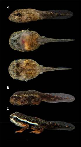 Figure 1. Tadpole and metamorph of Atelopus elegans CJ 1220. (a) tadpole (Stage 25); (b) metamorph (Stage 41); (c) metamorph (Stage 43). From Durango, Provincia Esmeraldas, Ecuador. Scale = 5 mm. Photos by LAC