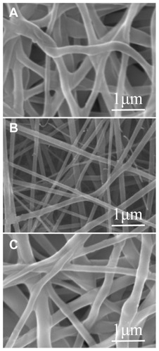 Figure 2 Scanning electron microscopic images of electrospun, sandwich-structured nanofibers. (A) Top PLGA/collagen layer, (B) PLGA/vancomycin/gentamycin/lidocaine at the core, and (C) bottom PLGA/collagen layer.Abbreviation: PLGA, poly(D, L)-lactide-co-glycolide.
