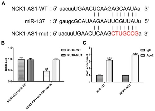 Figure 5 NCK1-AS1 directly targets miRNA-137. (A) The binding sequence between NCK1-AS1 and miRNA-137 were predicted putatively. (B) The luciferase activity of wild-type or mutant NCK1-AS1 reporter was detected in MG63 cells transfected with shRNA- NCK1-AS1. (C) Immunoprecipitation (RIP) assay was performed to confirm the relationship between NCK1-AS1 and miRNA-137. The data are shown as the means ± SD. **P < 0.01, ***P < 0.001 vs. Untreated cells.